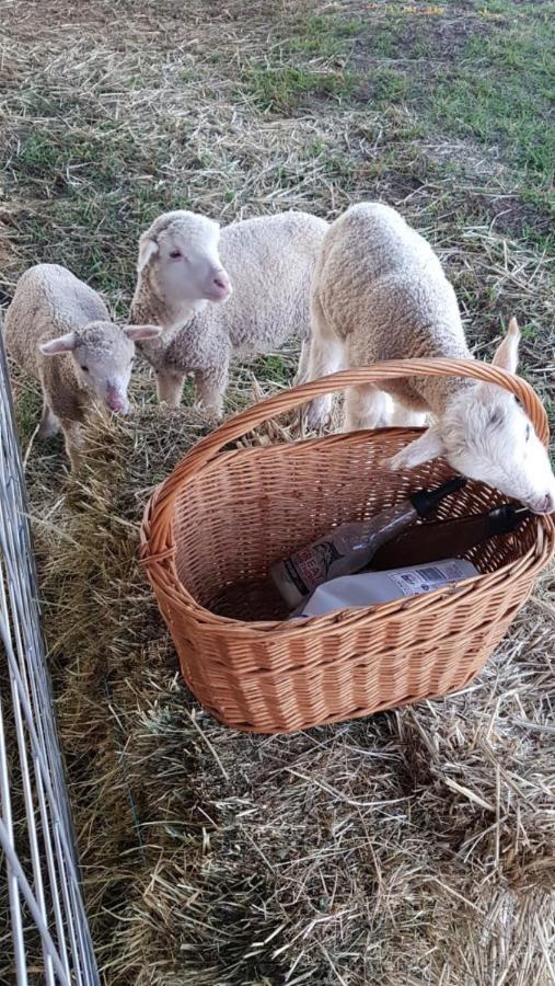 New Horizons Farm Stay Smeaton Eksteriør bilde