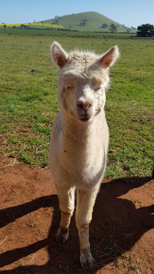 New Horizons Farm Stay Smeaton Eksteriør bilde