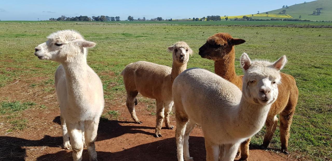 New Horizons Farm Stay Smeaton Eksteriør bilde