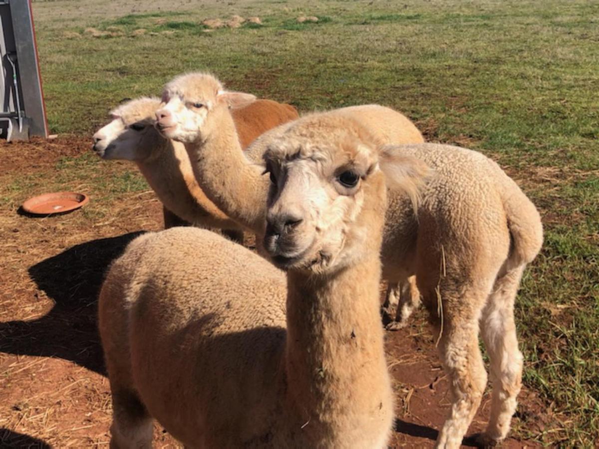 New Horizons Farm Stay Smeaton Eksteriør bilde